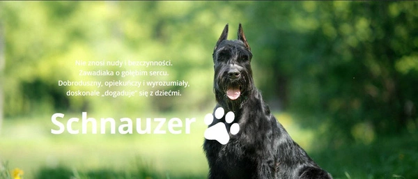 BABYSAFE SCHNAUZER FOTELIK 0-18 ISOFIX RWF ADAC