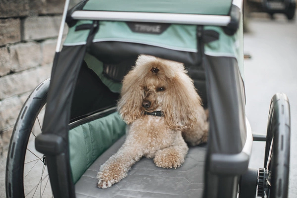 Przyczepka rowerowa dla psa - Thule Bexey L do 45 kg - Haze green