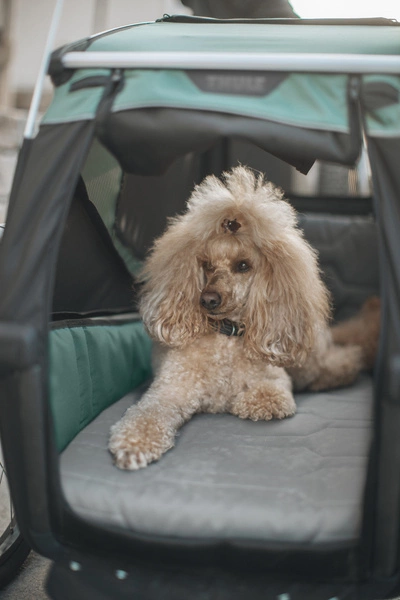 Przyczepka rowerowa dla psa - Thule Bexey L do 45 kg - Haze green