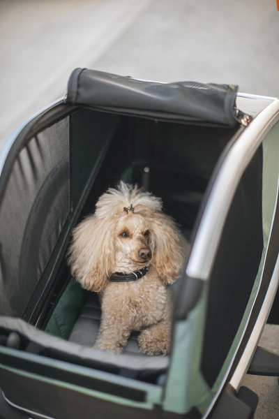 Przyczepka rowerowa dla psa - Thule Bexey L do 45 kg - Haze green