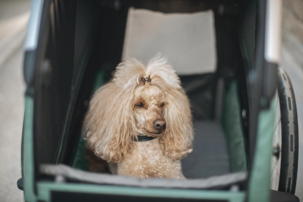 Przyczepka rowerowa dla psa - Thule Bexey L do 45 kg - Haze green